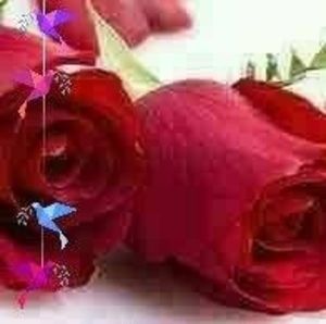 Meet your Posher, Luz